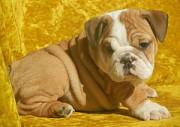 Pure Breed English BullDog Puppies from Providence