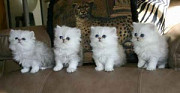 Exquisite Silver Persian Kittens Saint Paul