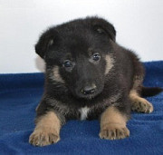 German Shepherd Puppies for You Providence