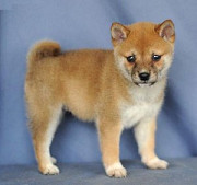 Registered Shiba Inu Puppy For Sale Concord