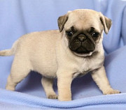 Classic Pug Puppies For Sale Denver