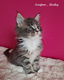 Maine Coon Kittens for Adoption from Denver