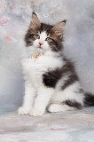 Beautiful Maine Coon Kittens from very good home environment, from Lincoln