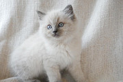 Home Raised Ragdoll Kittens.I have 3 9 week old kittens from Providence