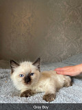 Male and female Ragdoll Kittens available now from Olympia