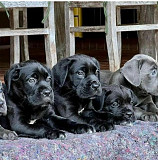 Adorable Cane Corso Puppies For Adoption from Denver