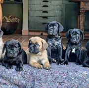 Adorable Cane Corso Puppies For Adoption from Denver