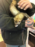 Polecat Ferrets For Rehoming from Indianapolis