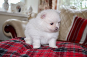 AKC registered Pomeranian puppies Saint Paul