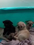 PUG PUPPIES READY TO GO HOME Albany