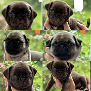 LOVELY PUGS AVAILABLE FOR YOUR HOMES. Colonial Heights