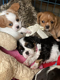 PUGALIER PUPIES FOR REHOMING Anacortes