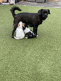 PUGALIER PUPIES FOR REHOMING Anacortes