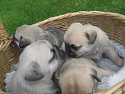 NEW PUGS FOR NEW HOMES Lima