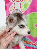 Irresistible Siberian Husky Puppy Seeking Loving Home Brea