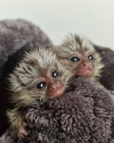 Finger baby marmosets available from Denver