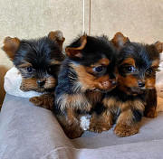 Yorkie puppies for adoption Sacramento