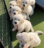 Puppies pets Altoona