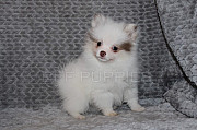 Two Teacup Pom Puppies Needs a New Family from Perth