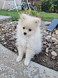 Two Top Class Pomeranian Puppies Available from Darwin