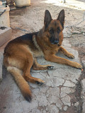 German Shepherd Available from Durban