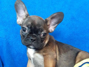 AKC Cute French bulldog Puppy from Albany