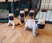 Cute And Gorgeous Pug Pups ready for new home! Yellowknife