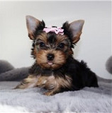 Teacup Yorkie puppies available for adoption from Denver
