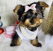 Yorkie puppies for Rehoming from Houston