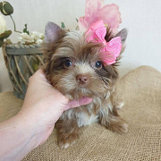Teacup Yorkies for sale from Denver