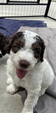 Beautiful puppies ready for new forever homes, hypoallergenic & have first set of vaccines and dewor from Sacramento