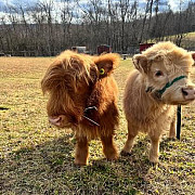 Mini Highland cows for sale from Denver