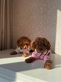 Mini toy poodle puppies for adoption Al Farwaniyah