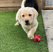 Amazing Labrador retriever puppies for adoption Sydney