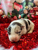 Lovely border collie puppies for sale Pittsburg