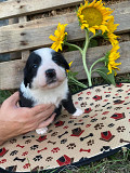 Lovely border collie puppies for sale Pittsburg
